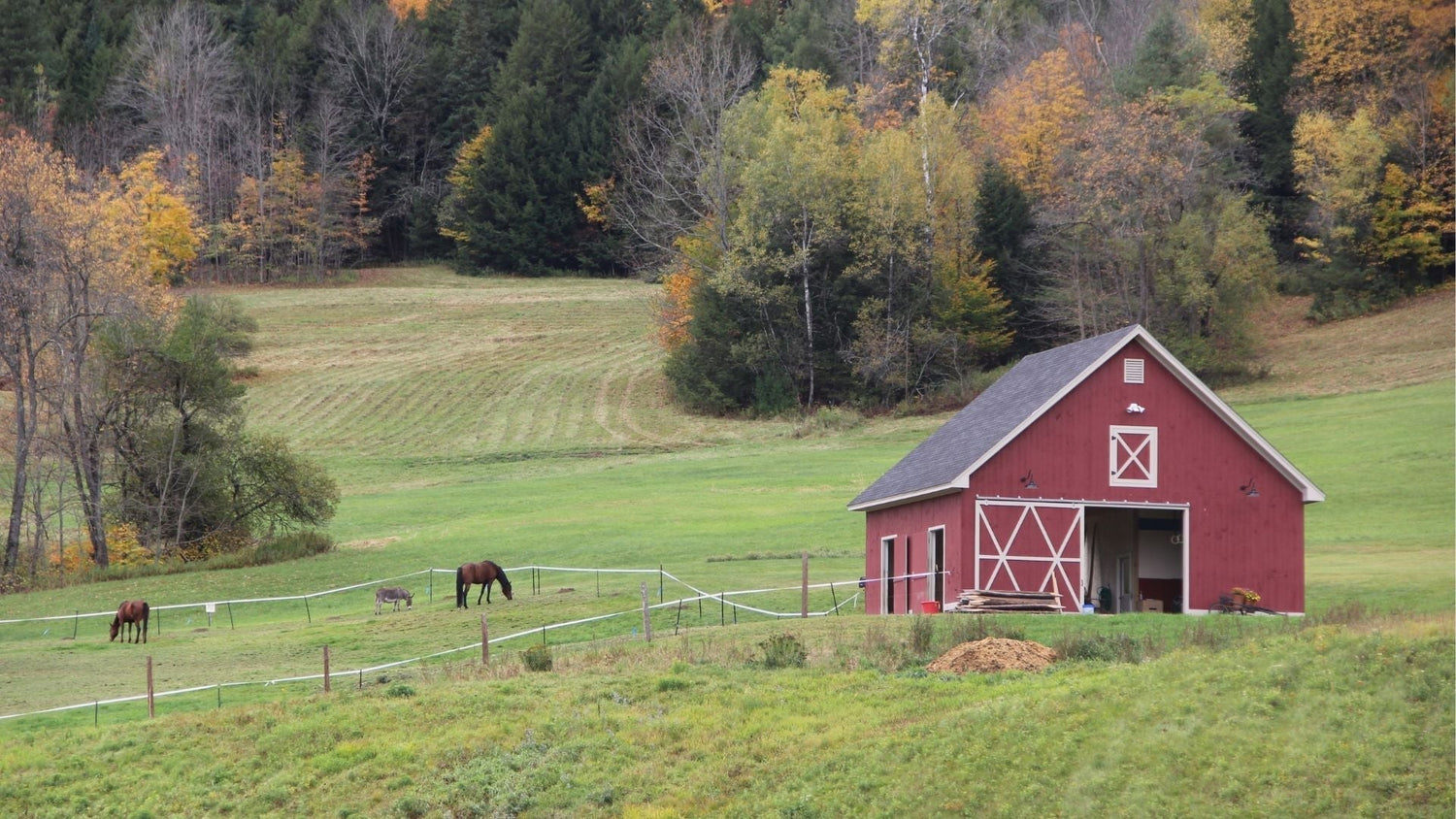 Bird Control for Farm Sheds: How to Keep Birds Out of Rural Buildings