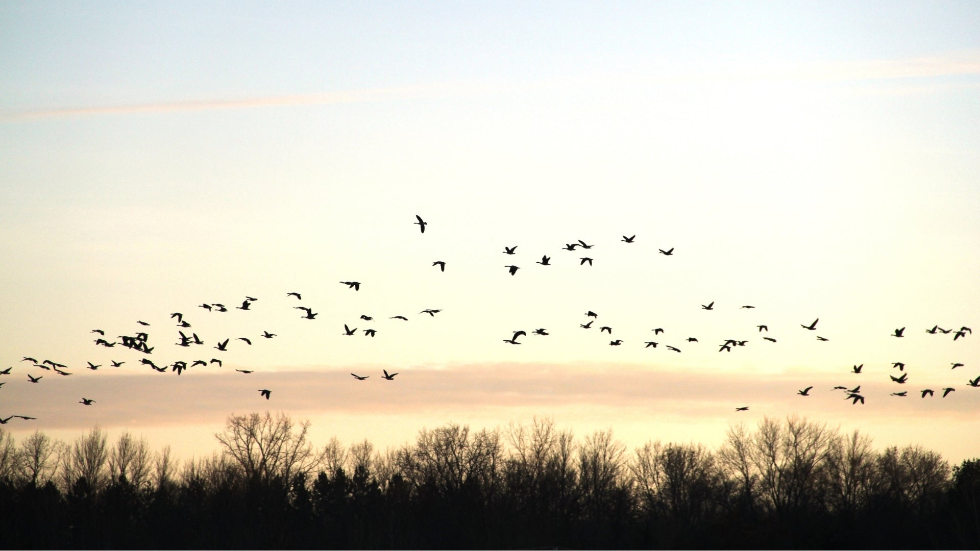 What is Ultrasonic Sound and How Does it Deter Birds?