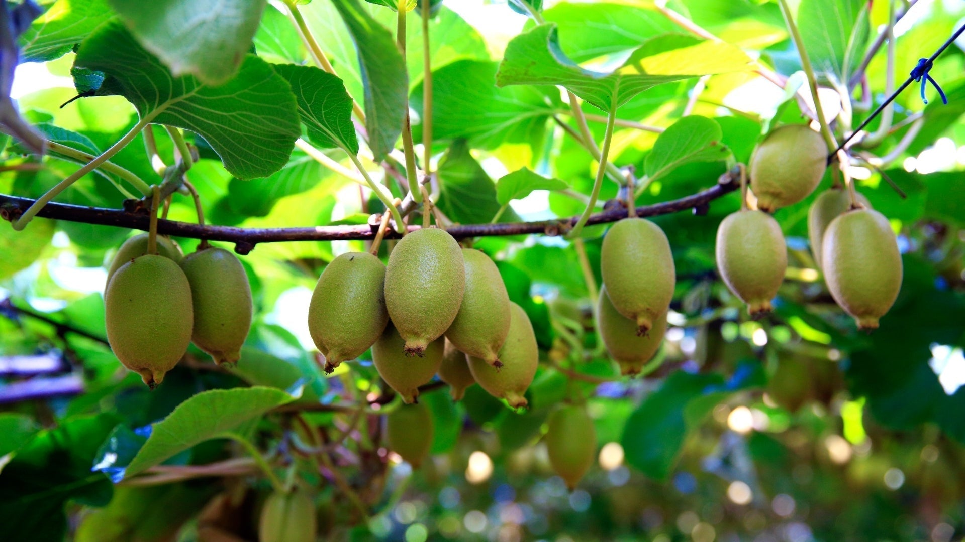 Bird Control Guide for Kiwifruit