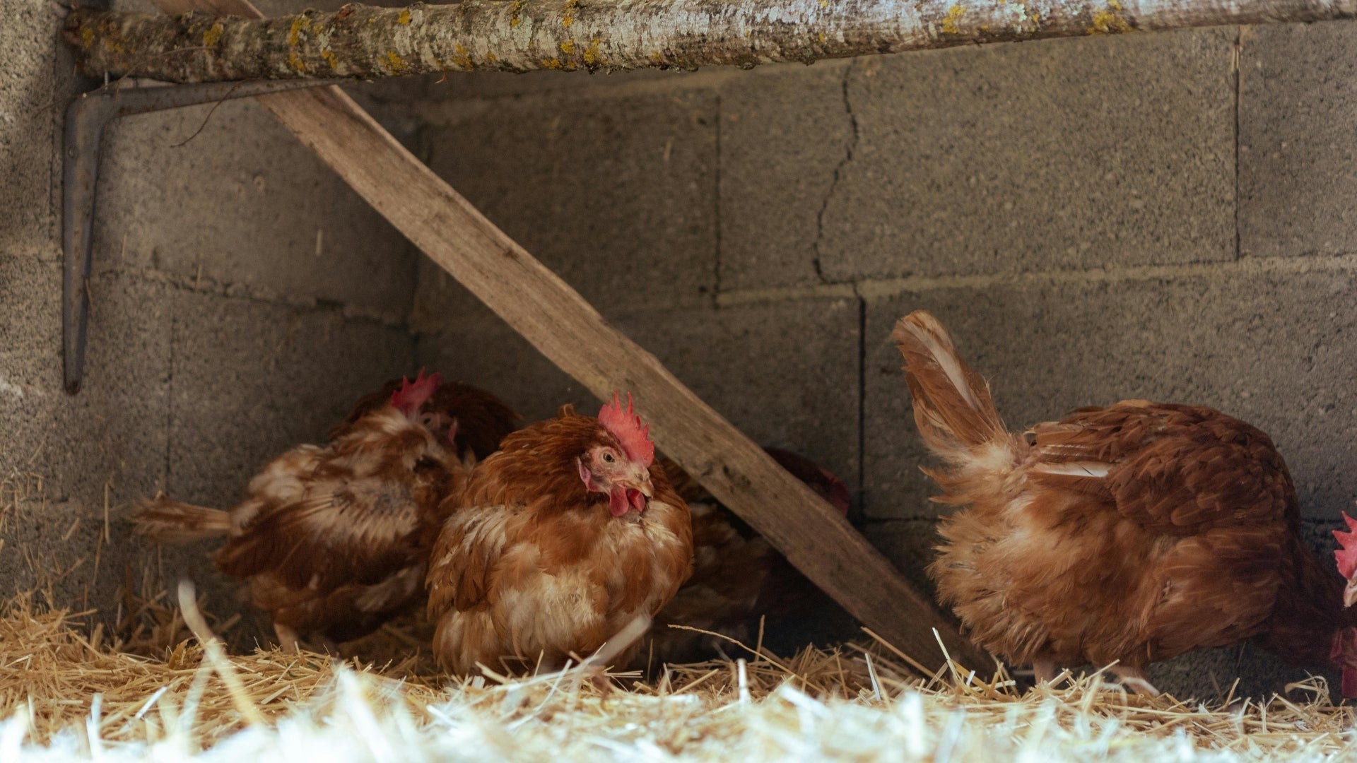 How to reduce wild bird presence around poulty