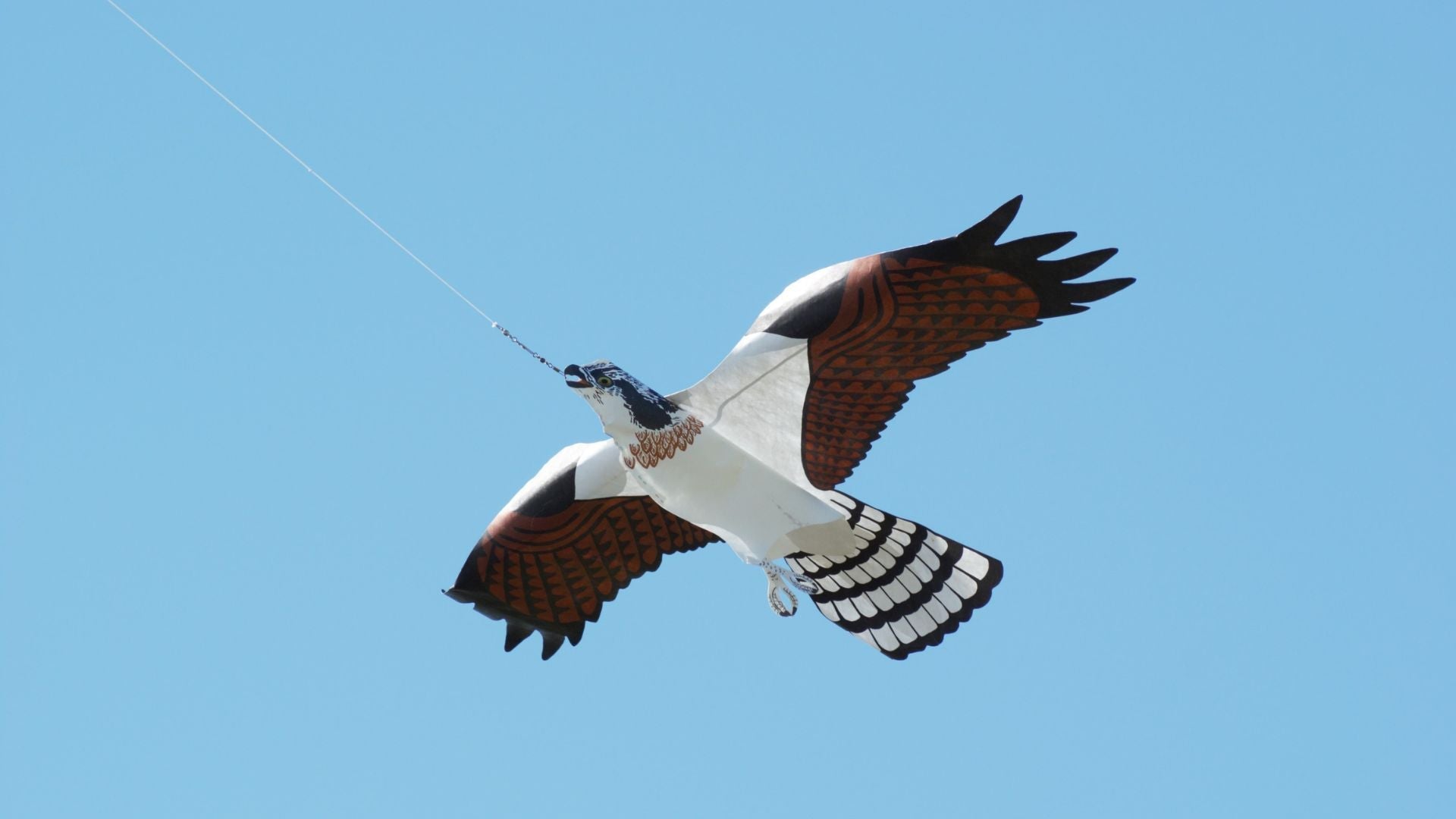 Case Study: How 35 Degrees South Solved Their Seagull Problem with a Simple, Effective Bird Control Solution