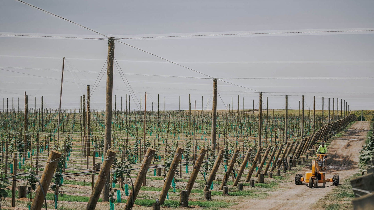 Birdzout Smart Tips for Success in Kiwifruit Orchards