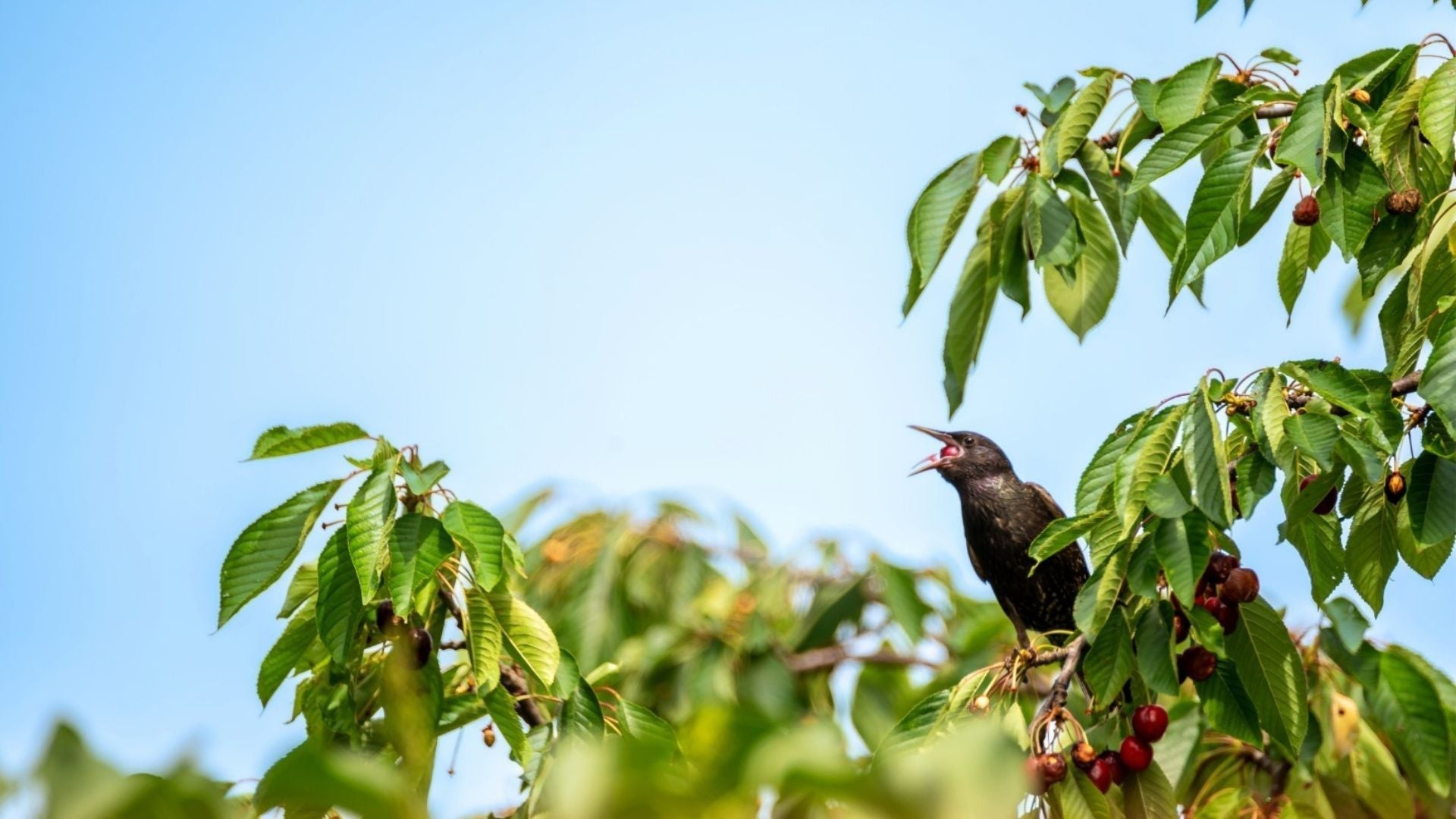 Bird Control Guide for Cherry Orchards