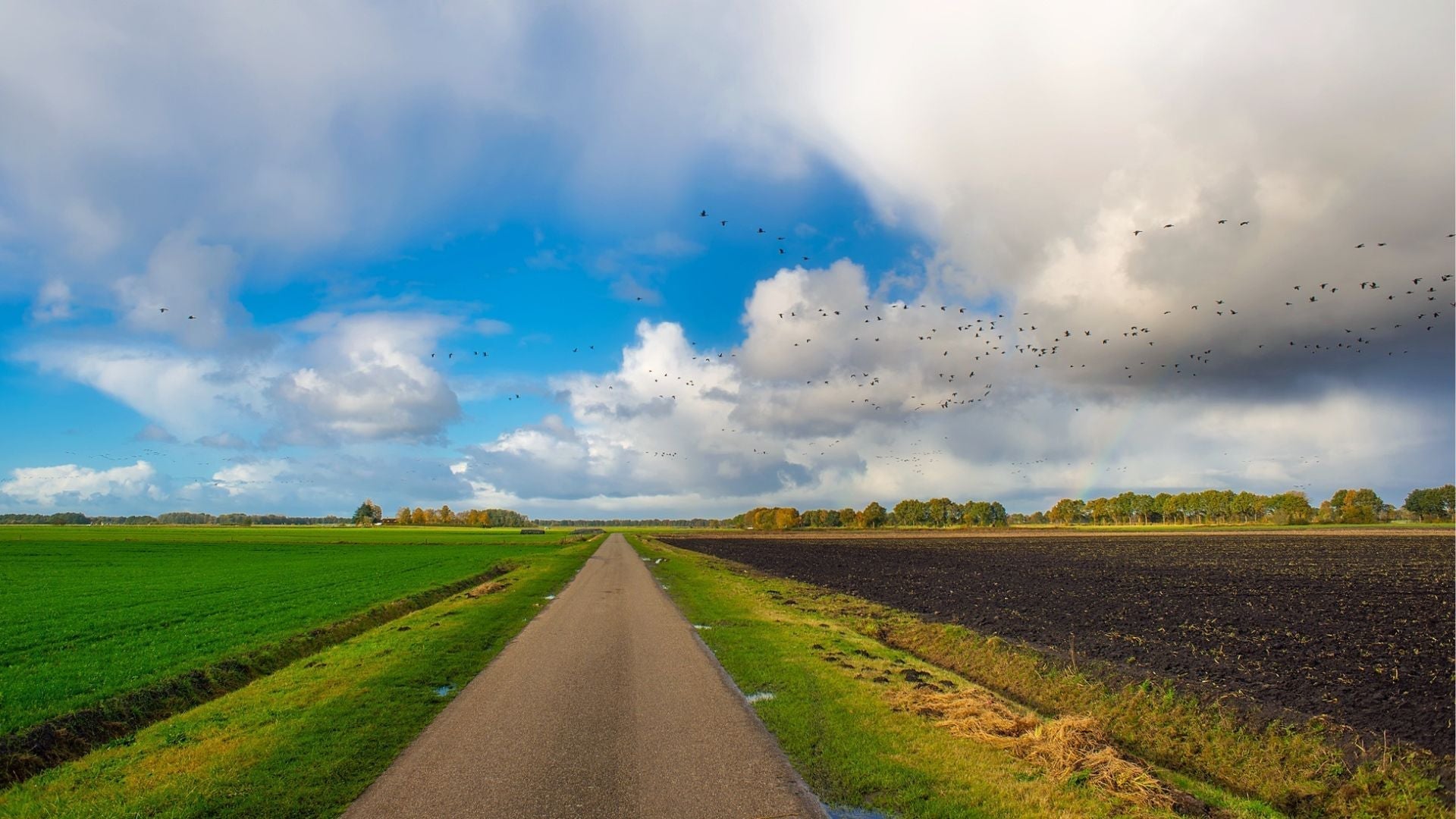 Bird Control Guide for Seed Crops