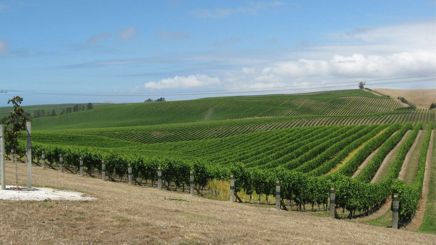 Vineyard bird control without netting - is it possible
