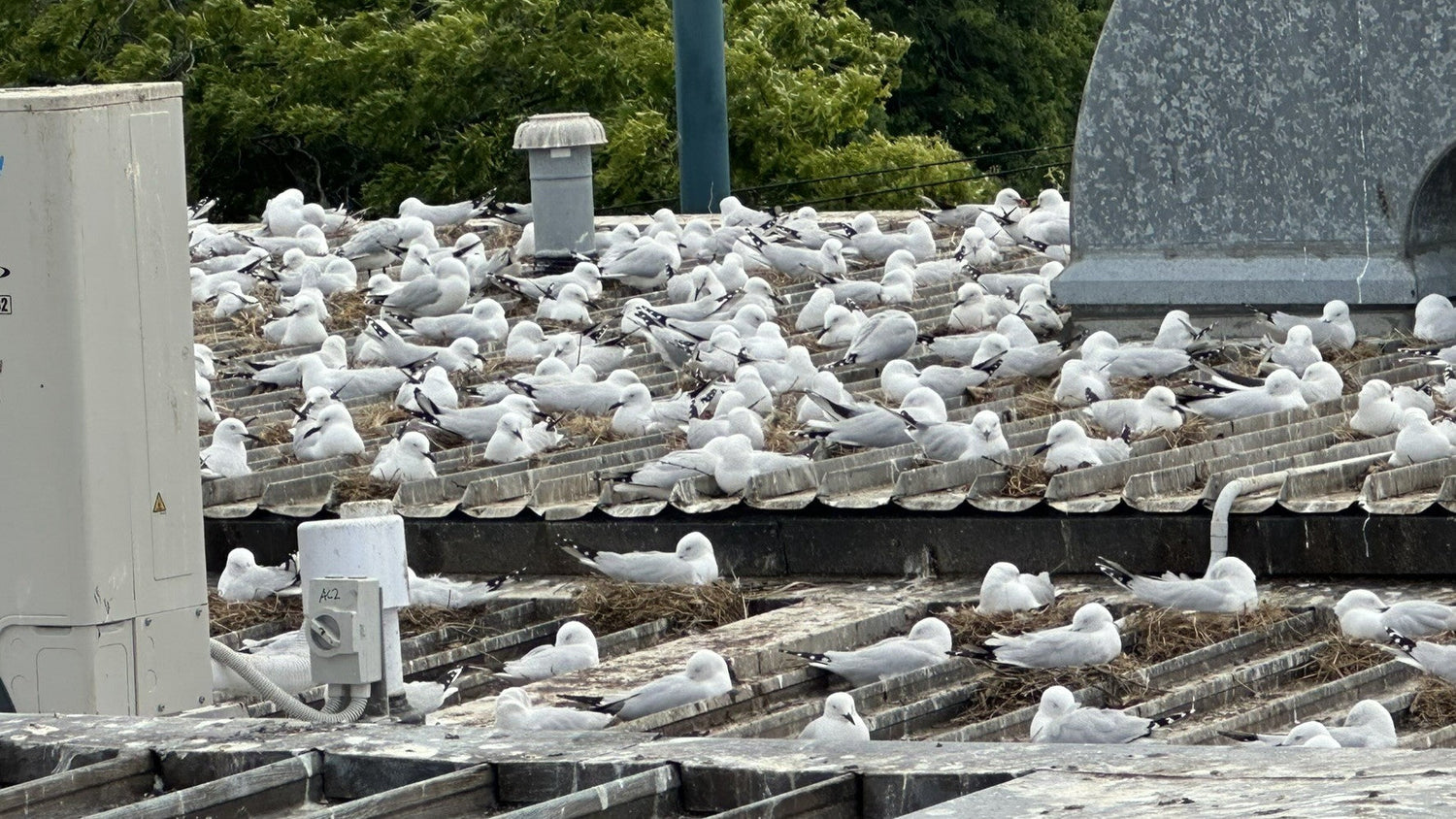 Gulls Are Scoping Out Rooftops: Why Now Is the Time to Act