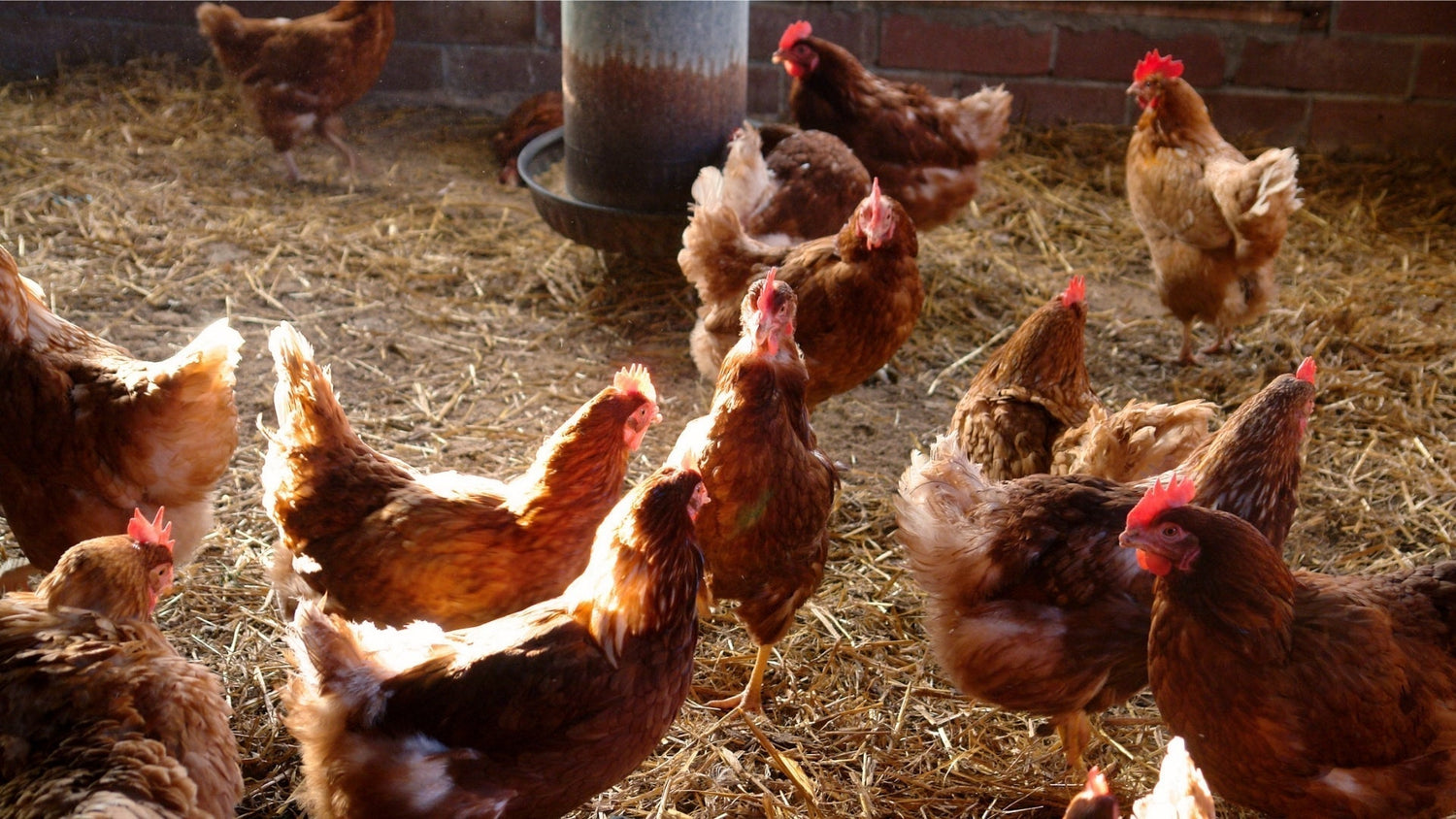 Bird Control for Poultry Farms: The Complete Guide to Protecting Your Flock - Birdzout