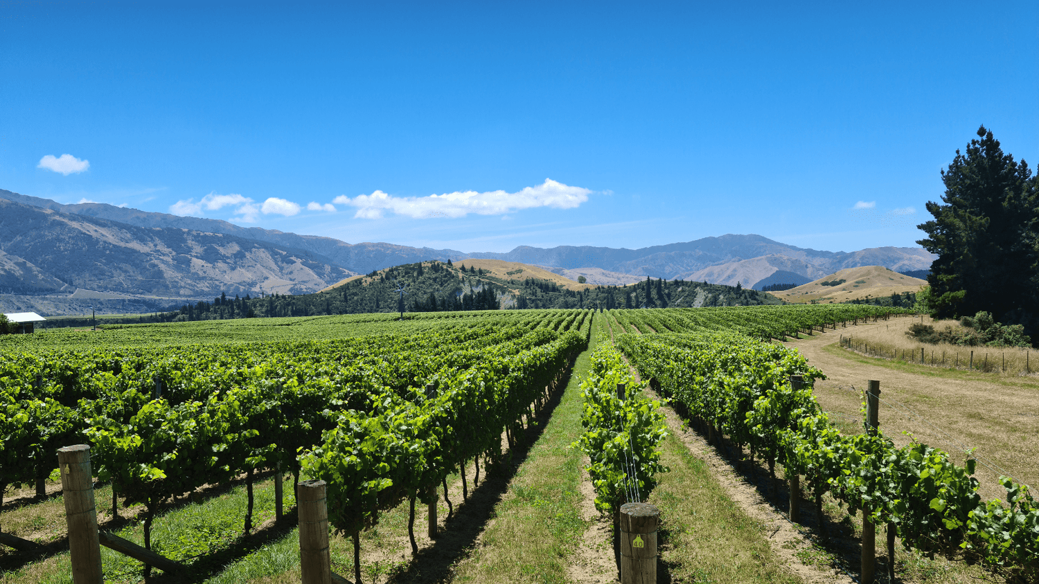 Bird Control Guide for Vineyards - Birdzout