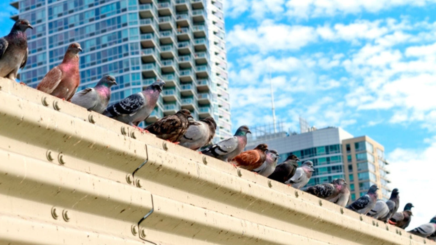 Bird Spikes - DIY Bird Proofing - Birdzout