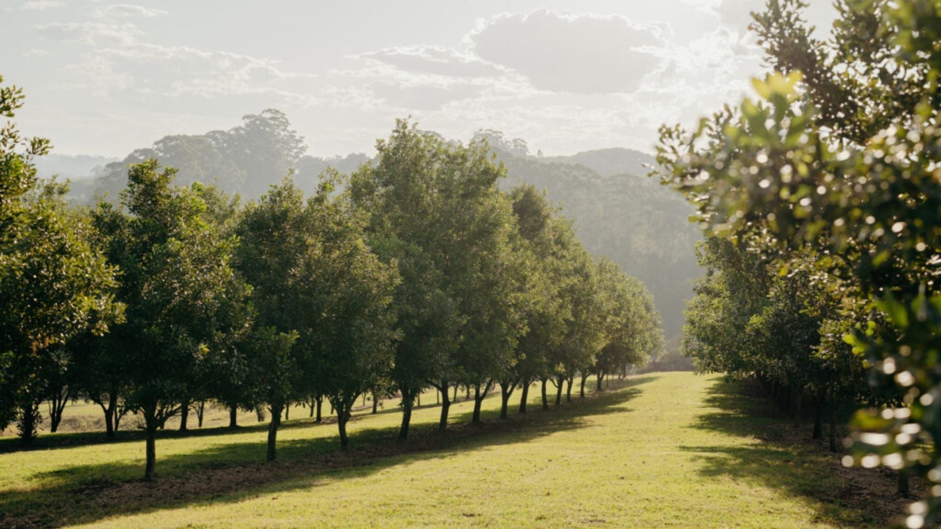 Case Study: Birdzout 8S Octi Protects Macadamias from Cockatoos - Birdzout