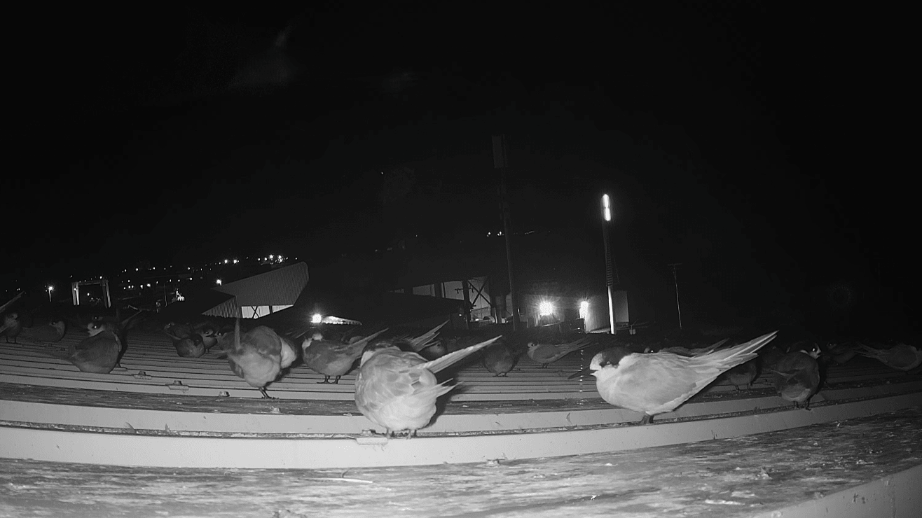 Case Study: Humane Solution for Terns on a Commercial Building - Birdzout