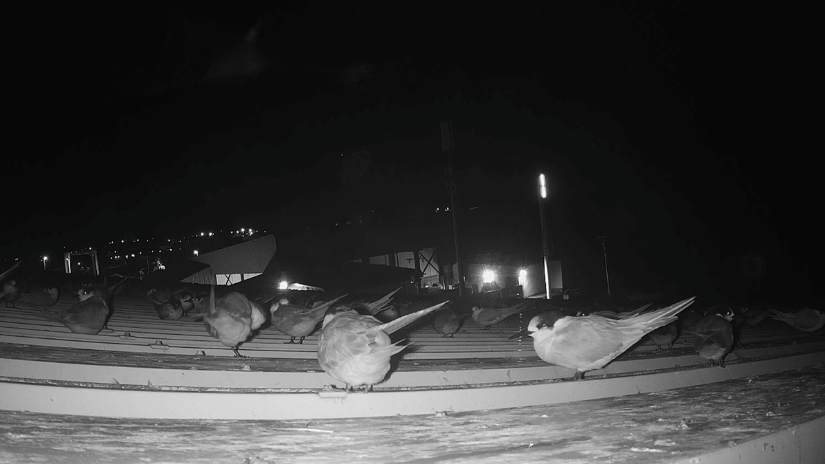 Case Study: Humane Solution for Terns on a Commercial Building - Birdzout
