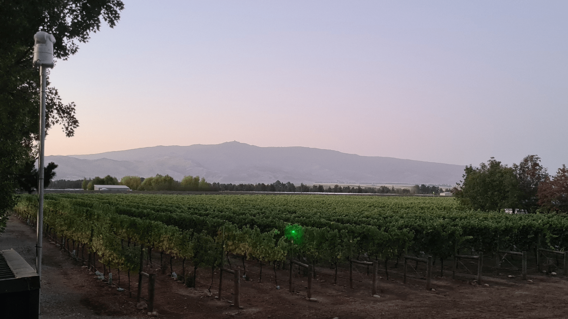 Do Lasers Really Work for Bird Control? - Birdzout