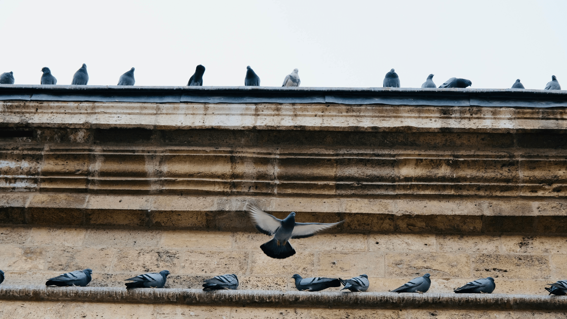 How Bird Control Pays for Itself: Protect Your Assets and Your Bottom Line - Birdzout