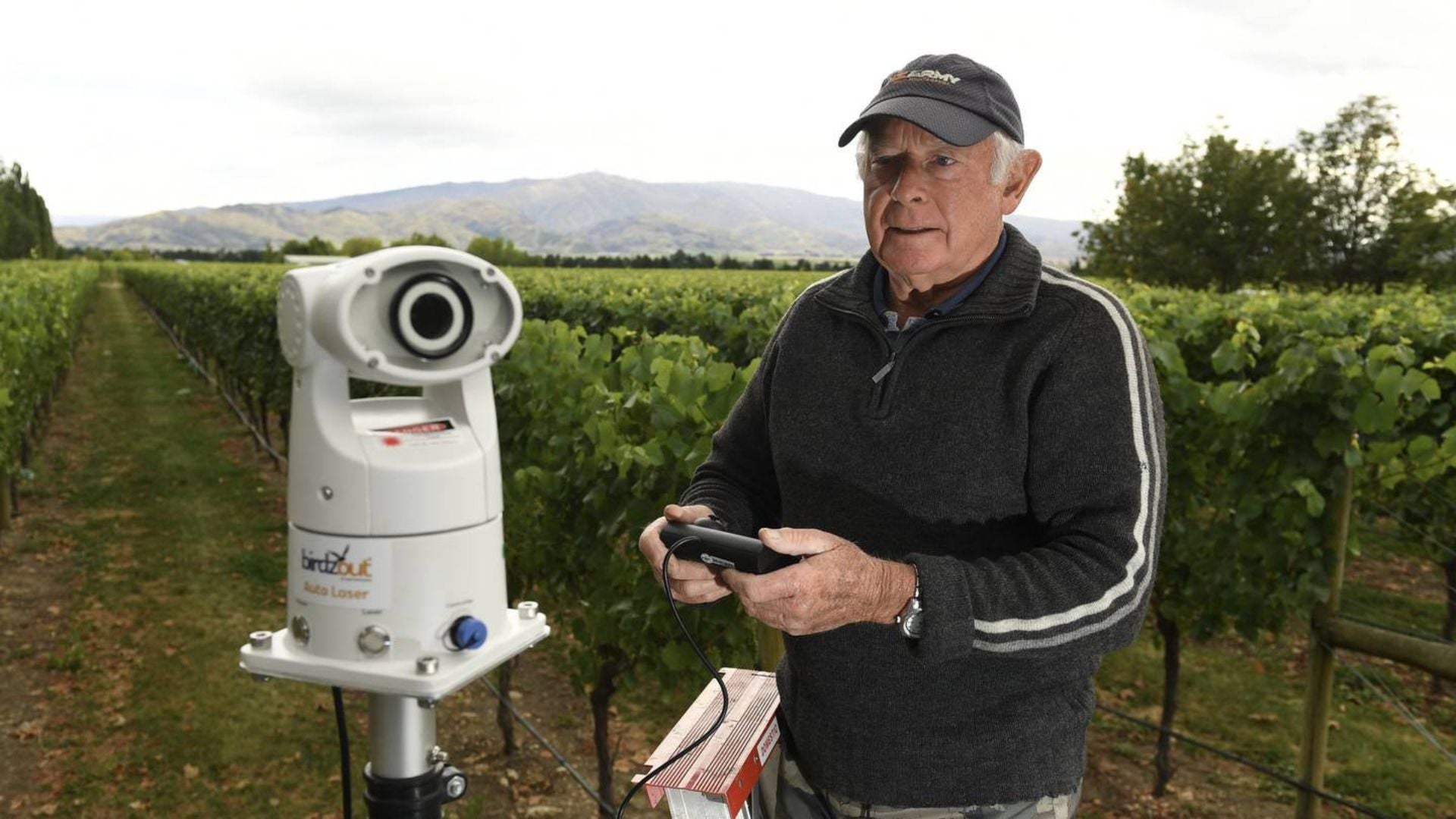 How One Vineyard Ditched Nets and Cut Costs with Smart Laser Bird Control - Birdzout