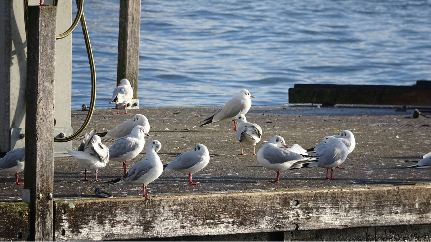 How to keep seagulls off your roof - Birdzout