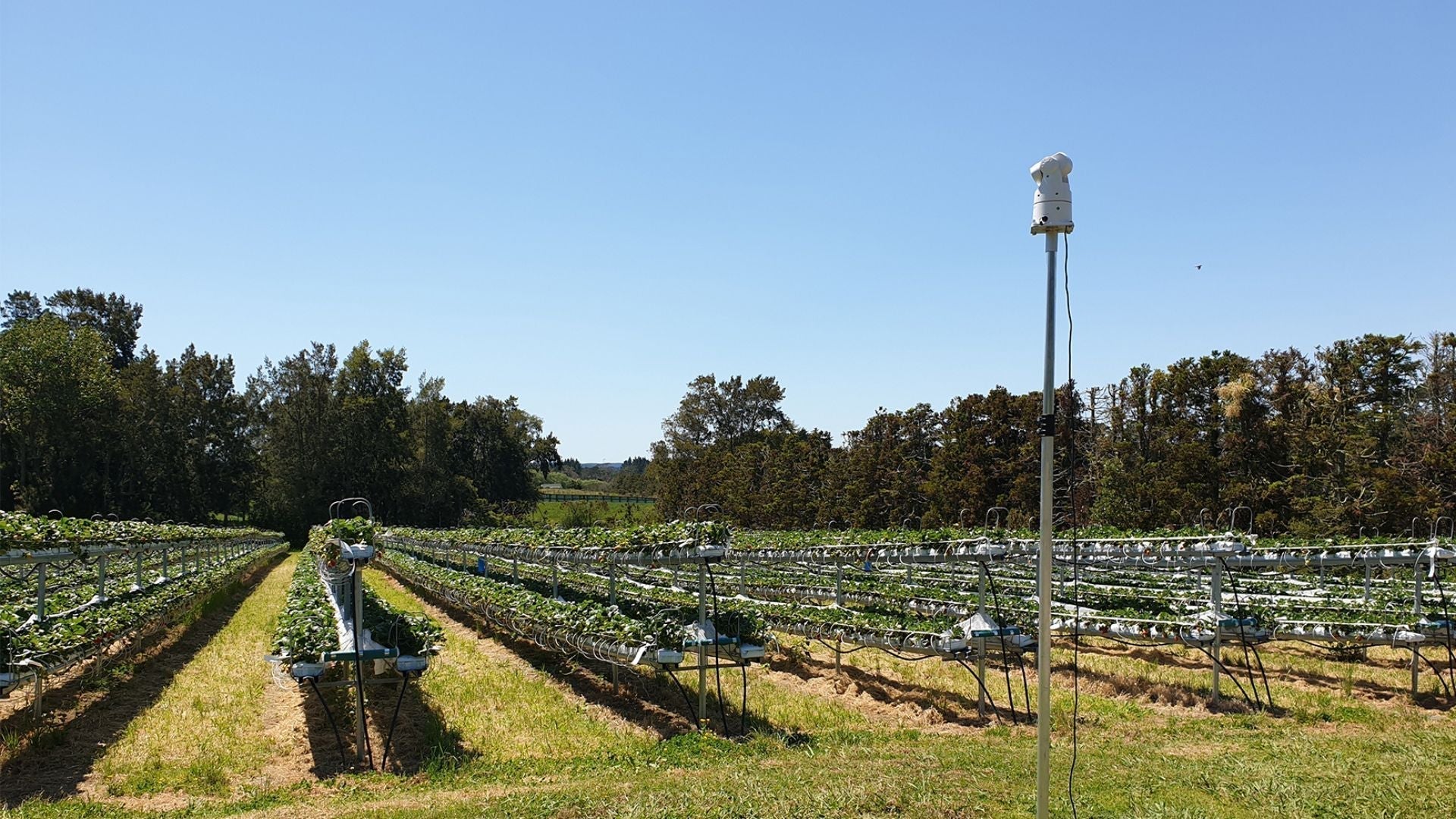 Laser bird deterrents for crops and vineyards – it’s now a reality - Birdzout
