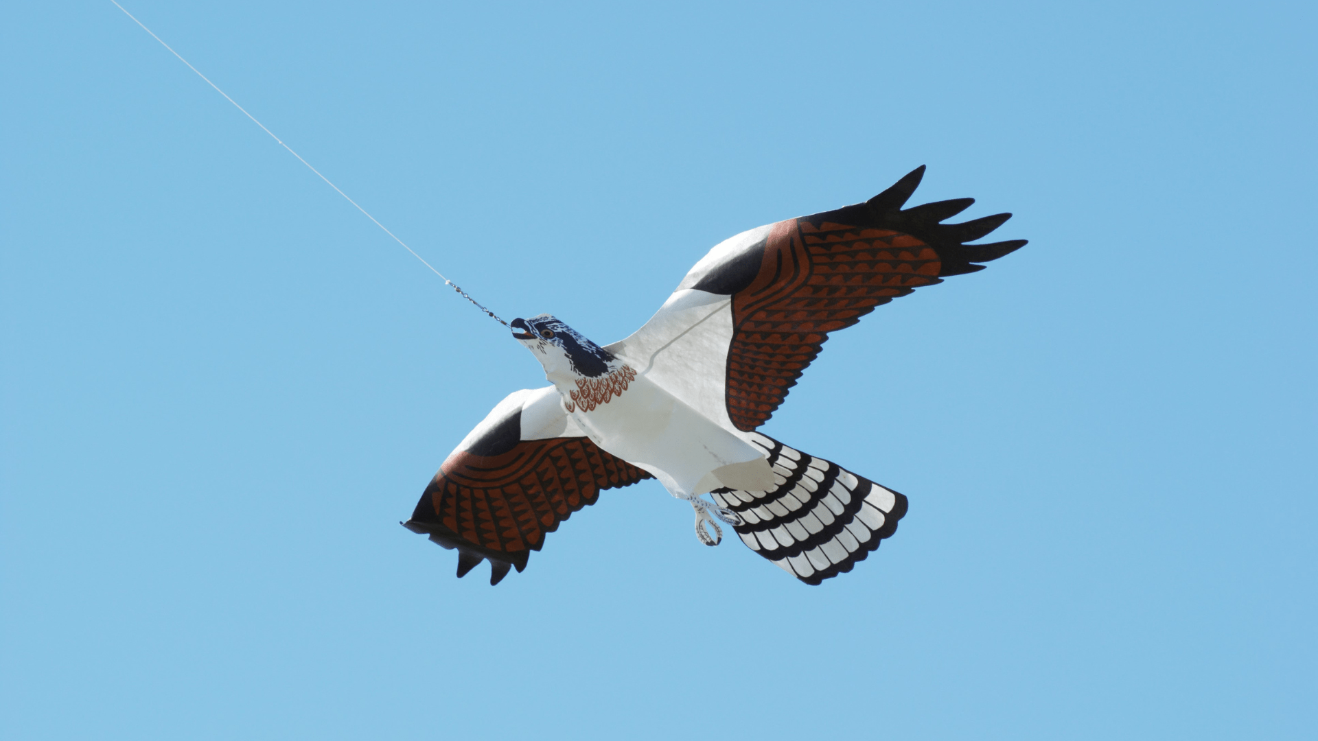 Predator Kites Take Flight: Growers Report Big Wins in Vineyard & Orchard Bird Protection - Birdzout