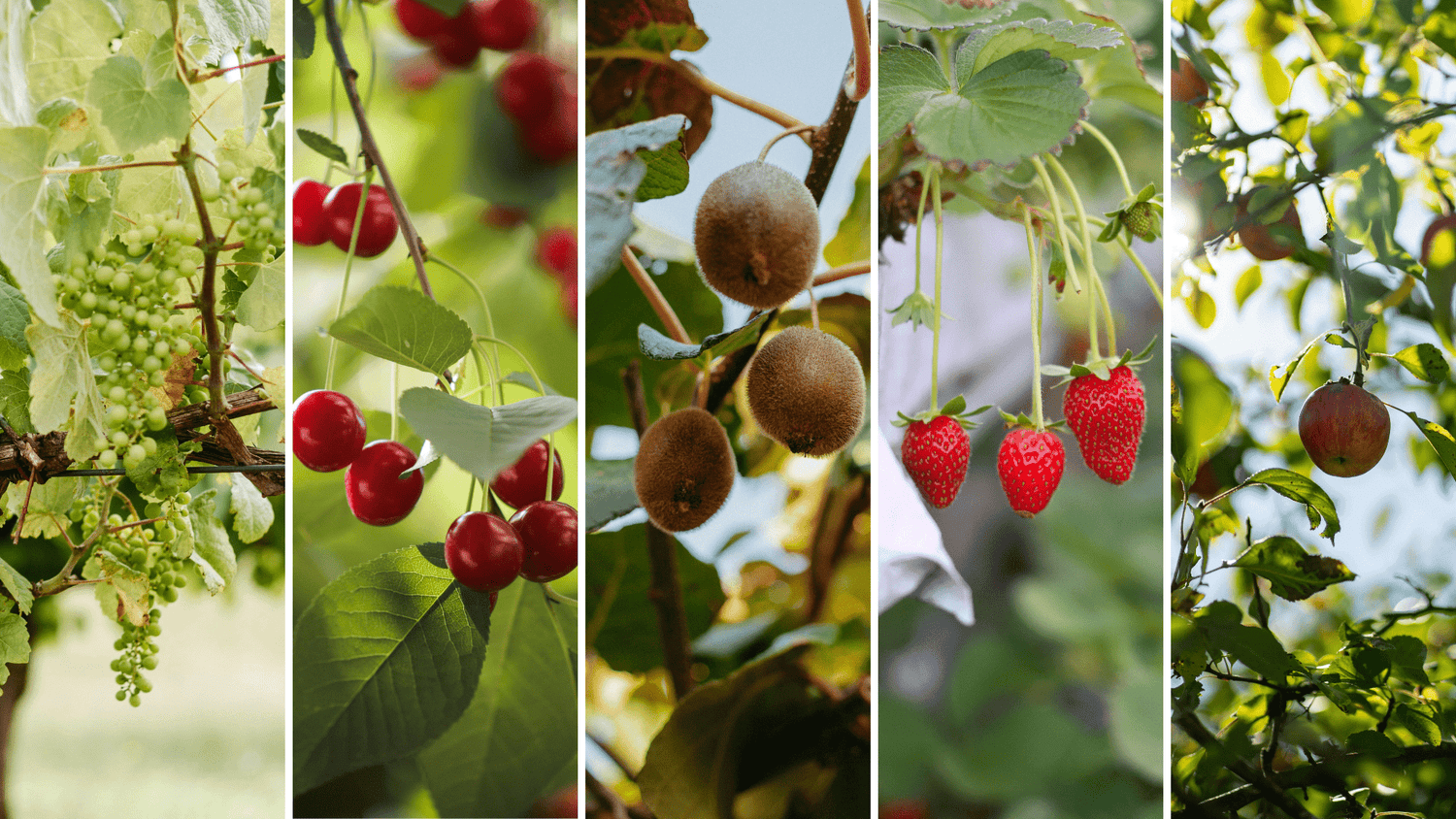 Why Bird Control is Like Crop Insurance - Birdzout