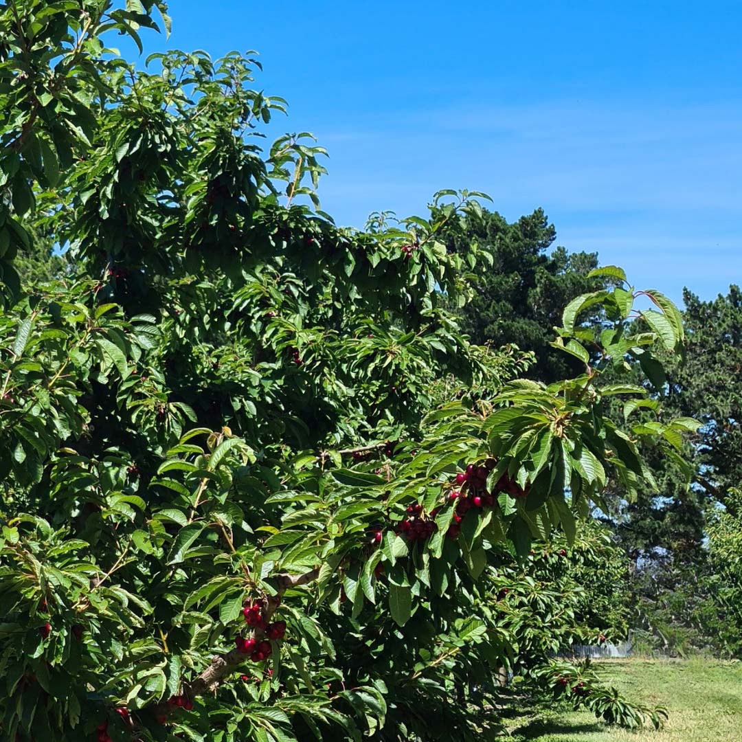 Cherries - Birdzout