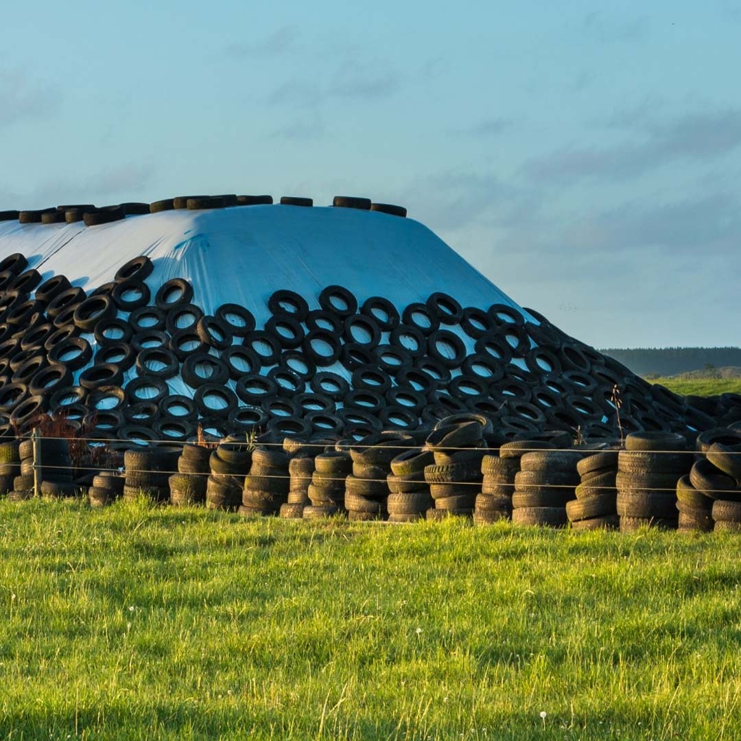 Silage - Birdzout