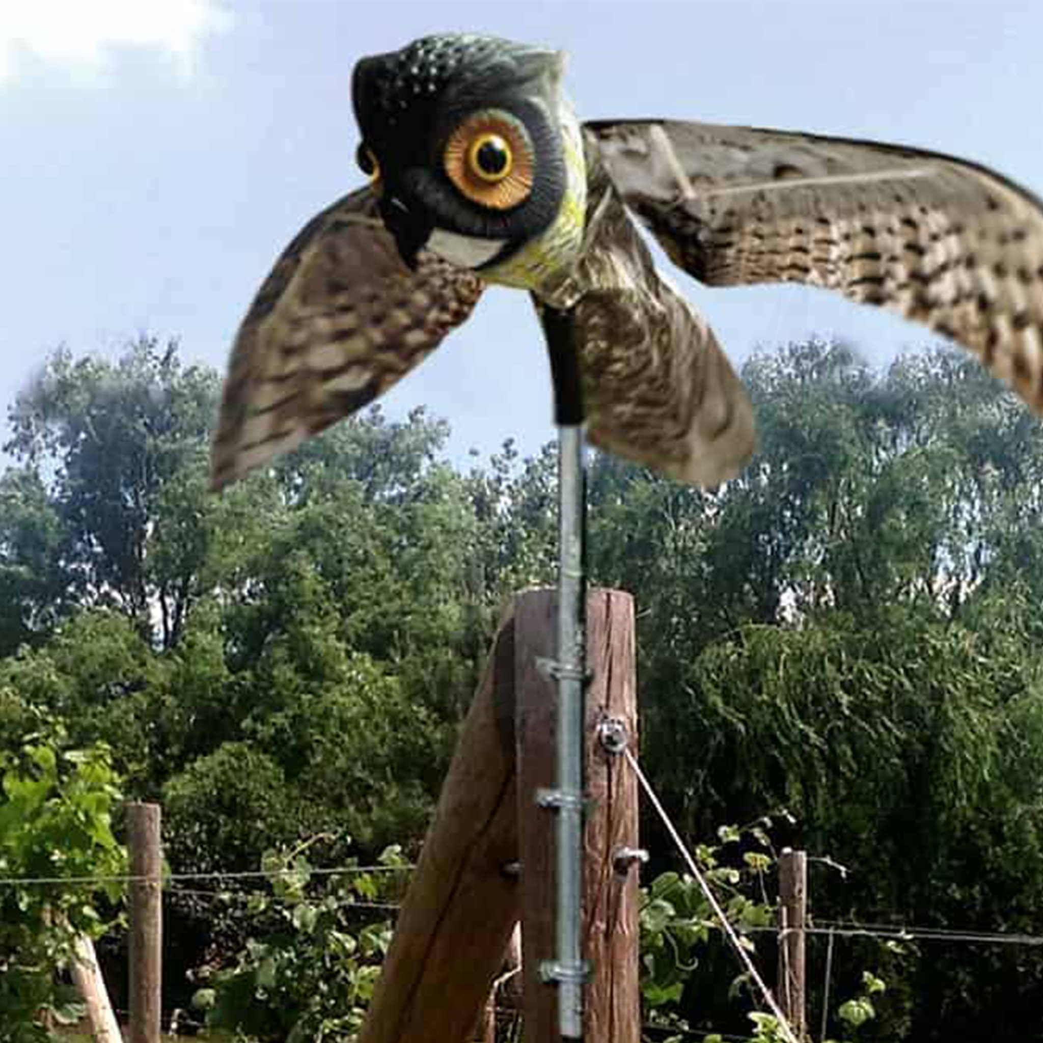 Prowler Owl