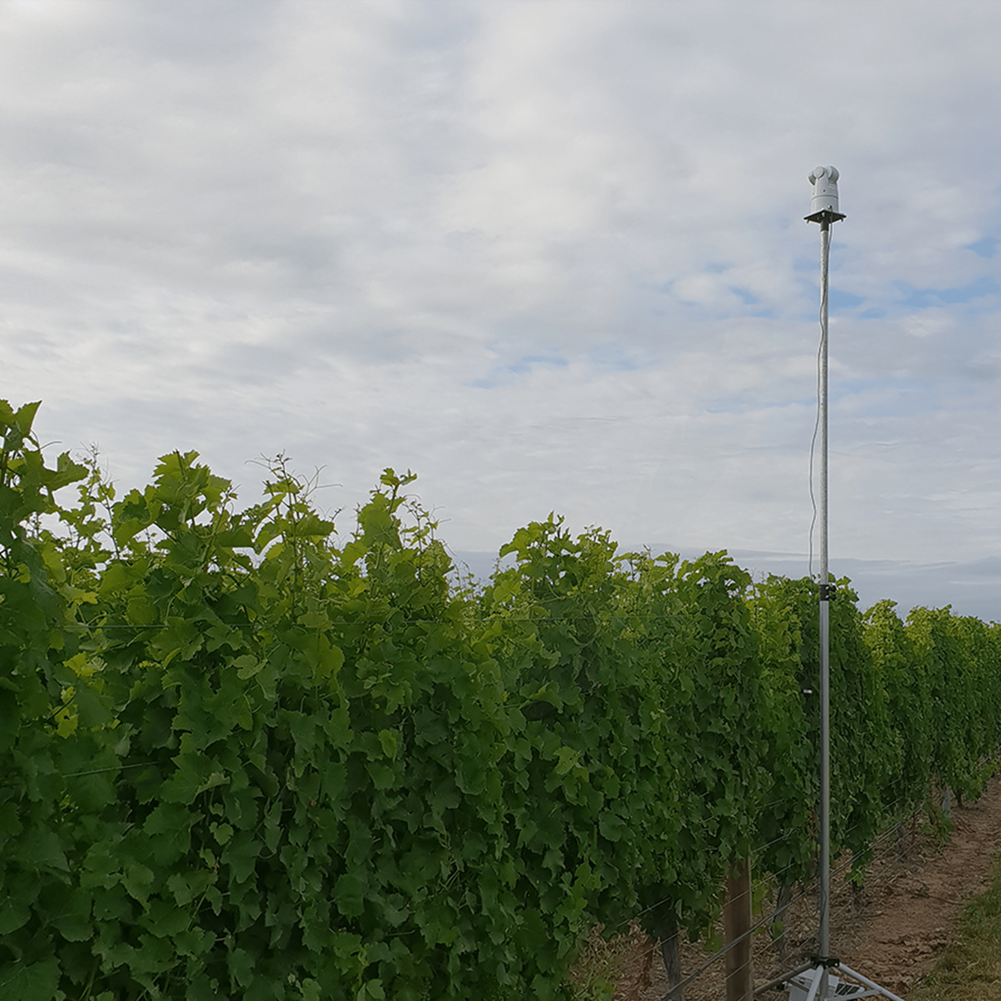 Auto Laser 80 - Birdzout