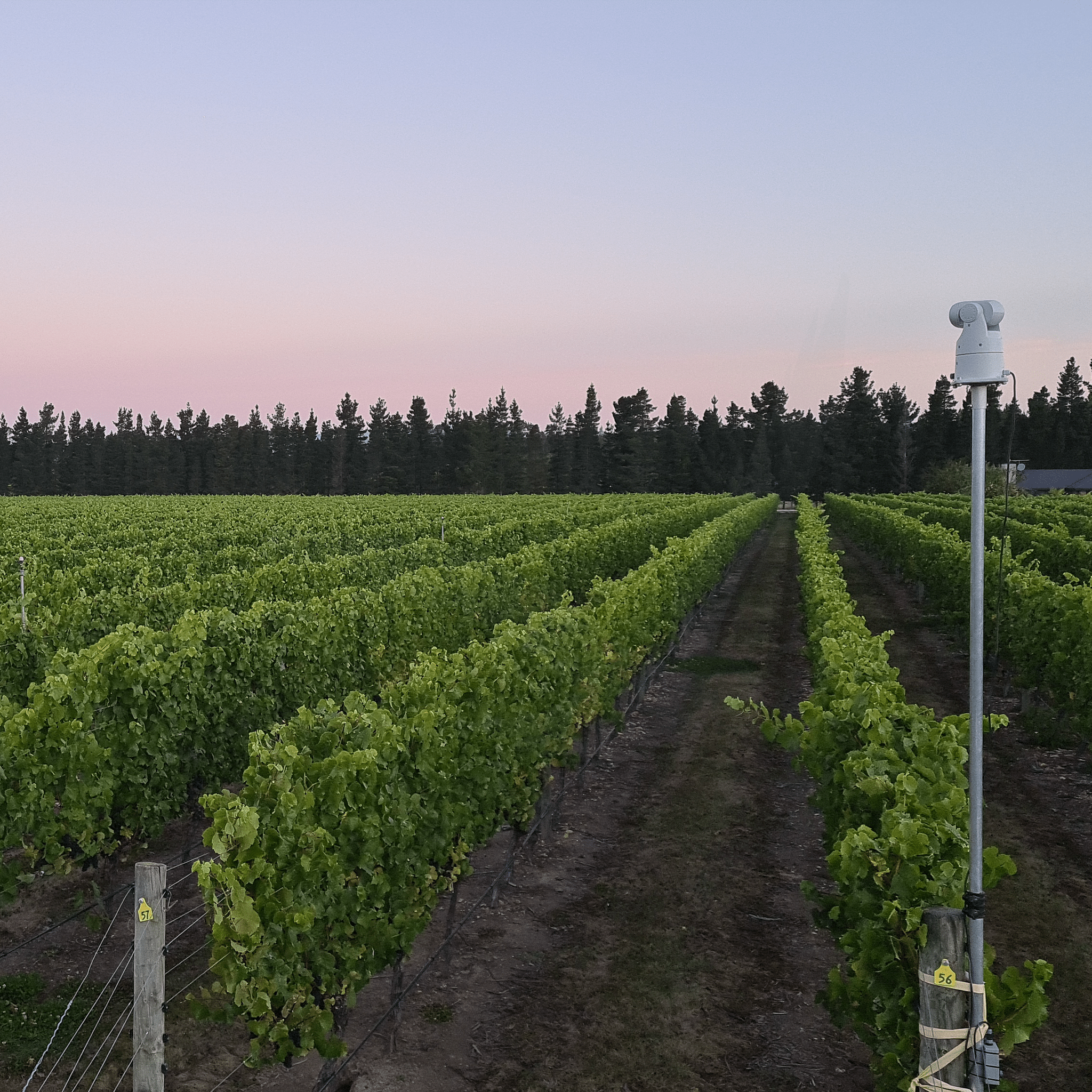 Auto Laser 80 - Birdzout