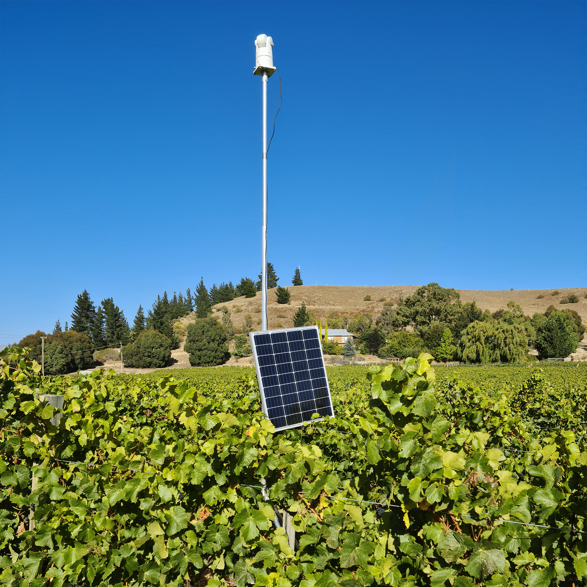 Auto Laser 80 - Birdzout