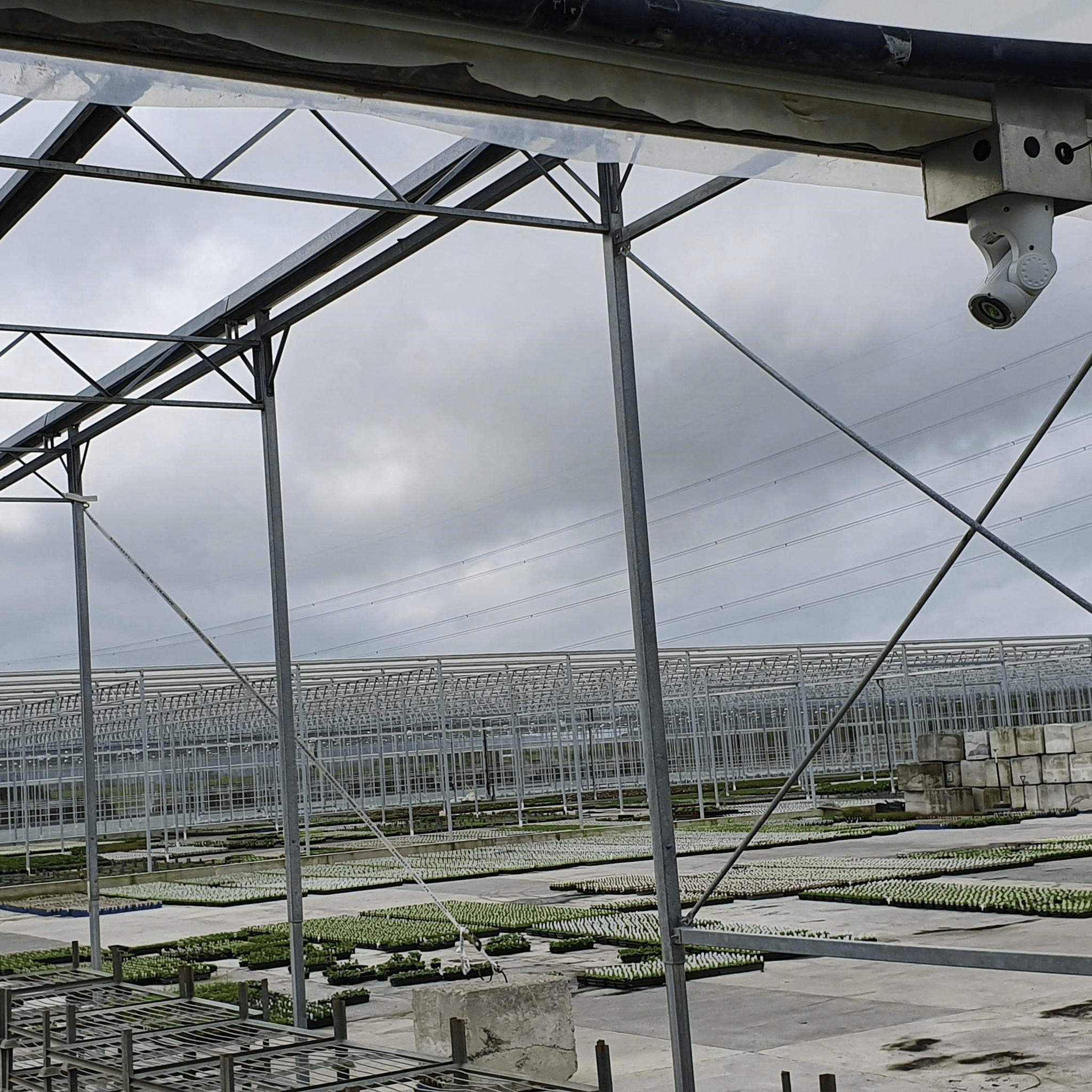 Auto Laser 80 - Birdzout