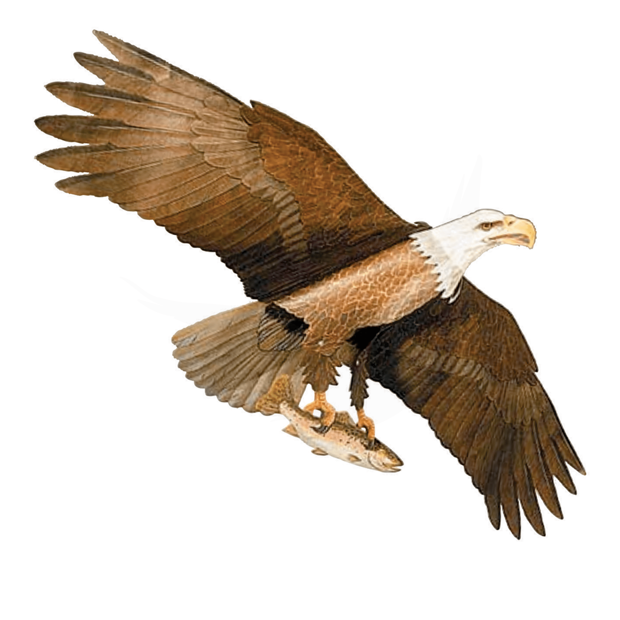 Bald Eagle - Birdzout