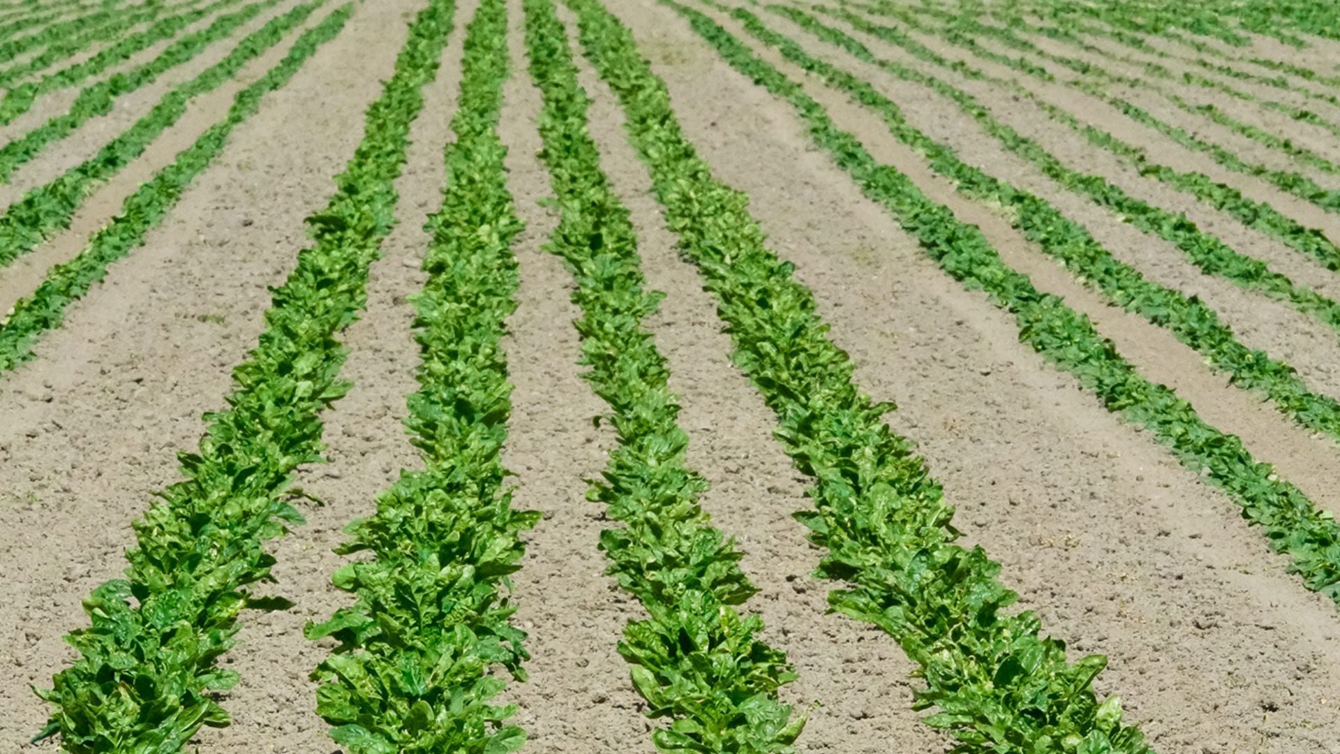 Case Study: Smith Seeds Ltd Successfully Deterring Birds from Radish Crops Using Pyrotechnics