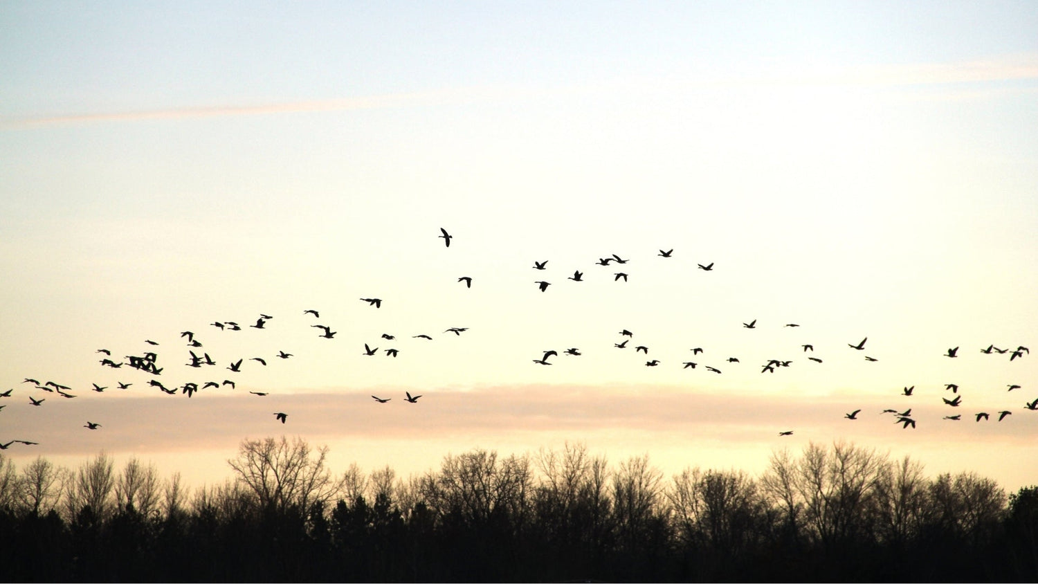 What is Ultrasonic Sound and How Does it Deter Birds?