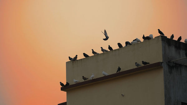 3 things birds look for in a roosting spot - Birdzout