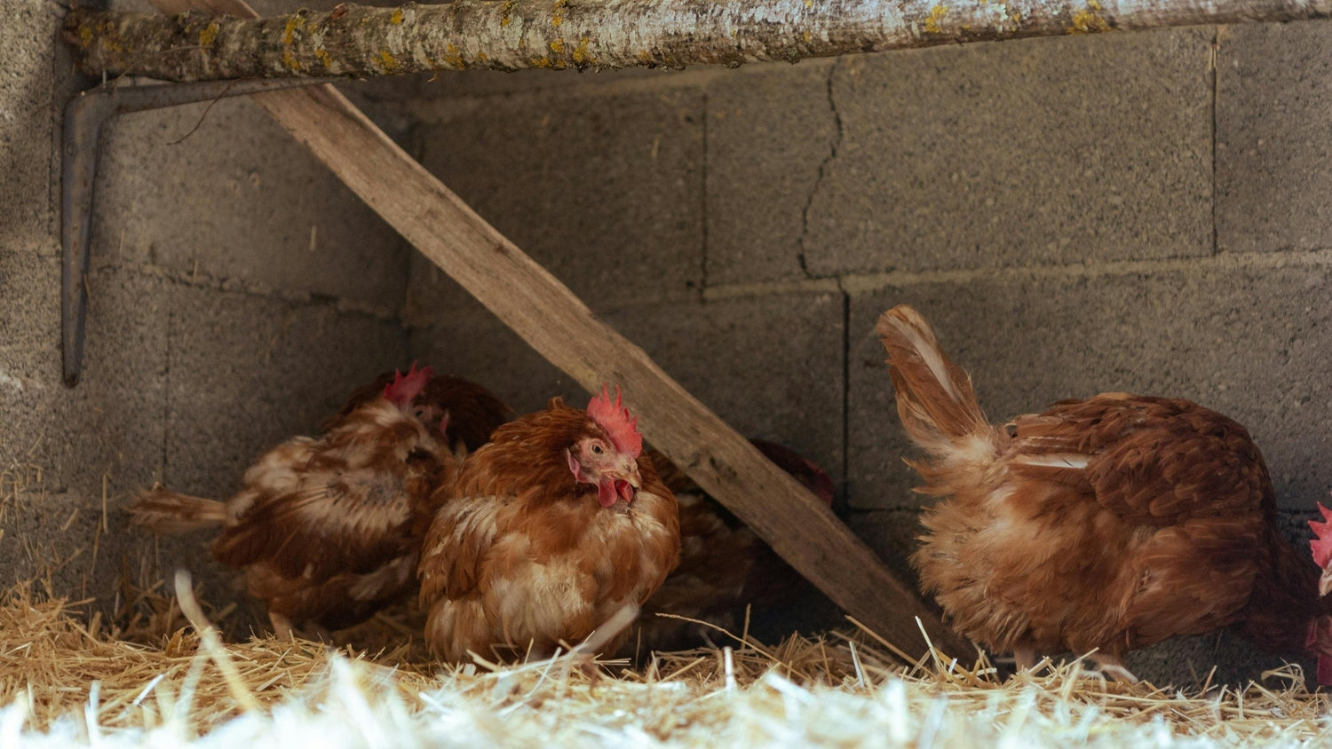 How to reduce wild bird presence around poulty