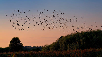 Spring Bird Control Guide: Get Ahead of Bird Pressure