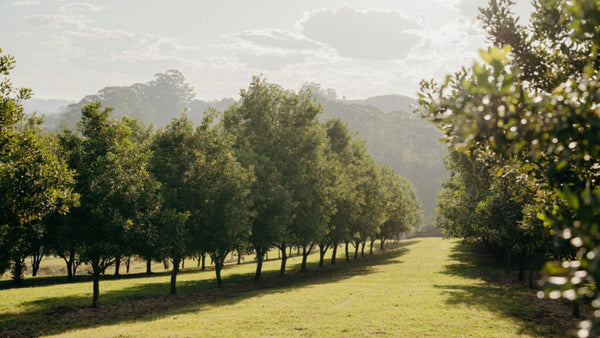 Case Study: Birdzout 8S Octi Protects Macadamias from Cockatoos