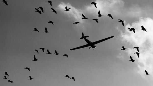 5 Key Facts About Bird Strikes Every Airport Should Know
