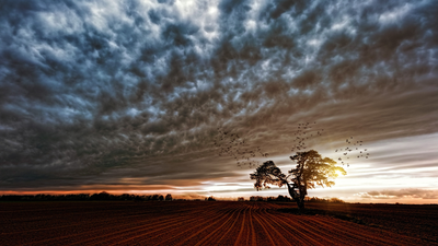 Protecting Seed Crops: Smarter Bird Control for Higher Yields
