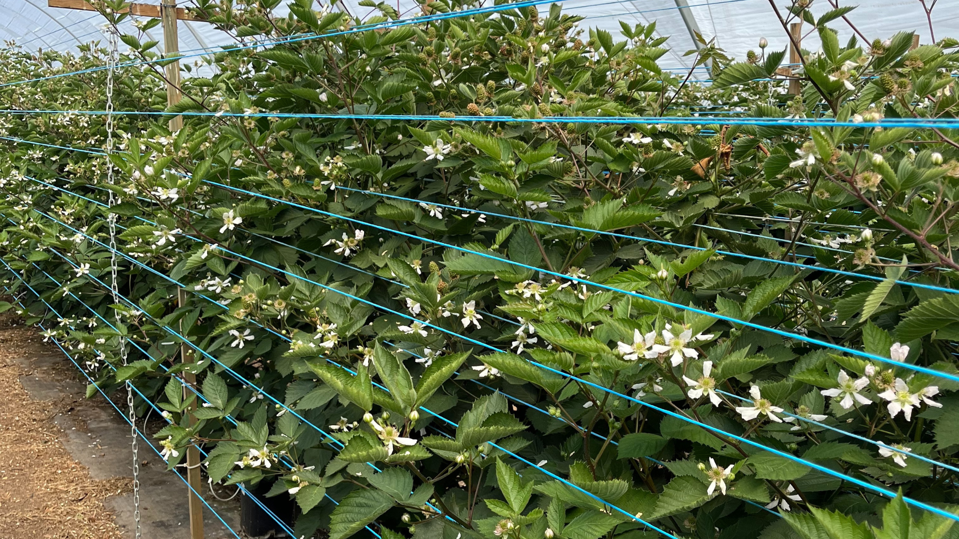 Best Bird Deterrent Solutions for Berry Farms