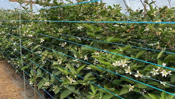Best Bird Deterrent Solutions for Berry Farms