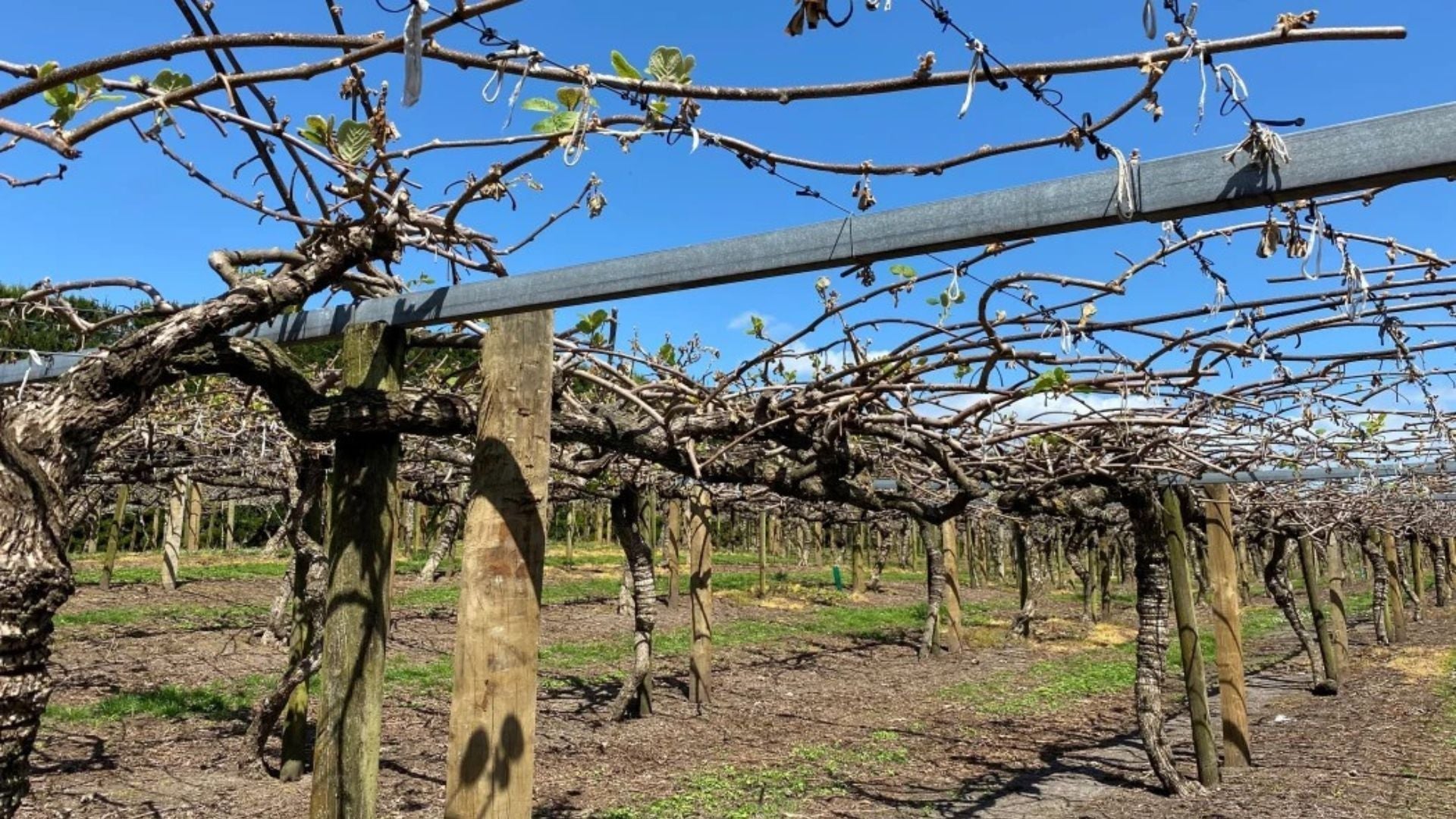 The battle of birds vs buds for kiwifruit growers