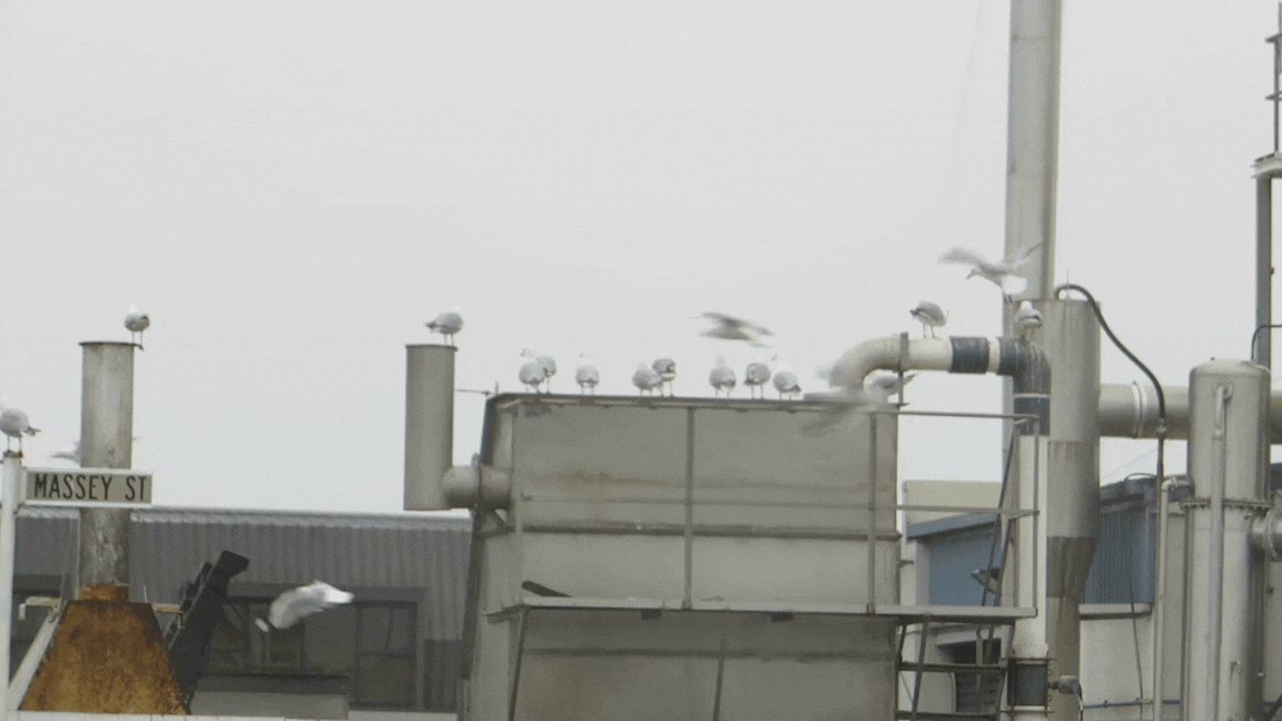 How laser beams deter birds