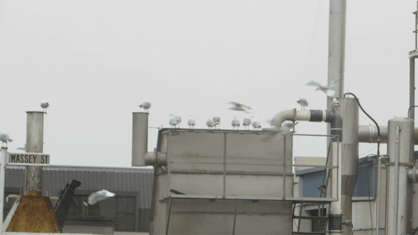 How laser beams deter birds