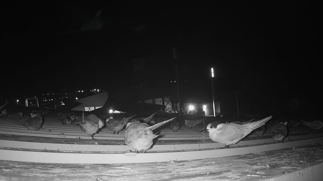 Case Study: Humane Solution for Terns on a Commercial Building