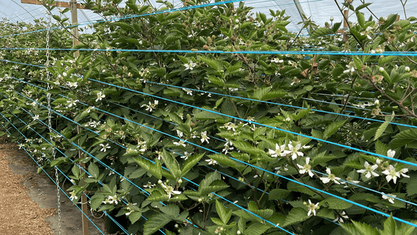 Best Bird Deterrent Solutions for Berry Farms - Birdzout