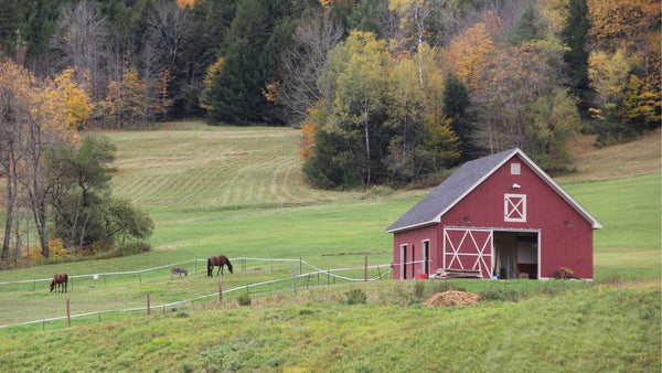 Bird Control for Farm Sheds: How to Keep Birds Out of Rural Buildings - Birdzout