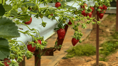 Bird Control Guide for Berry Growers - Birdzout