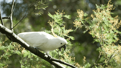 Bird Control Guide for Tree Nut Growers - Birdzout