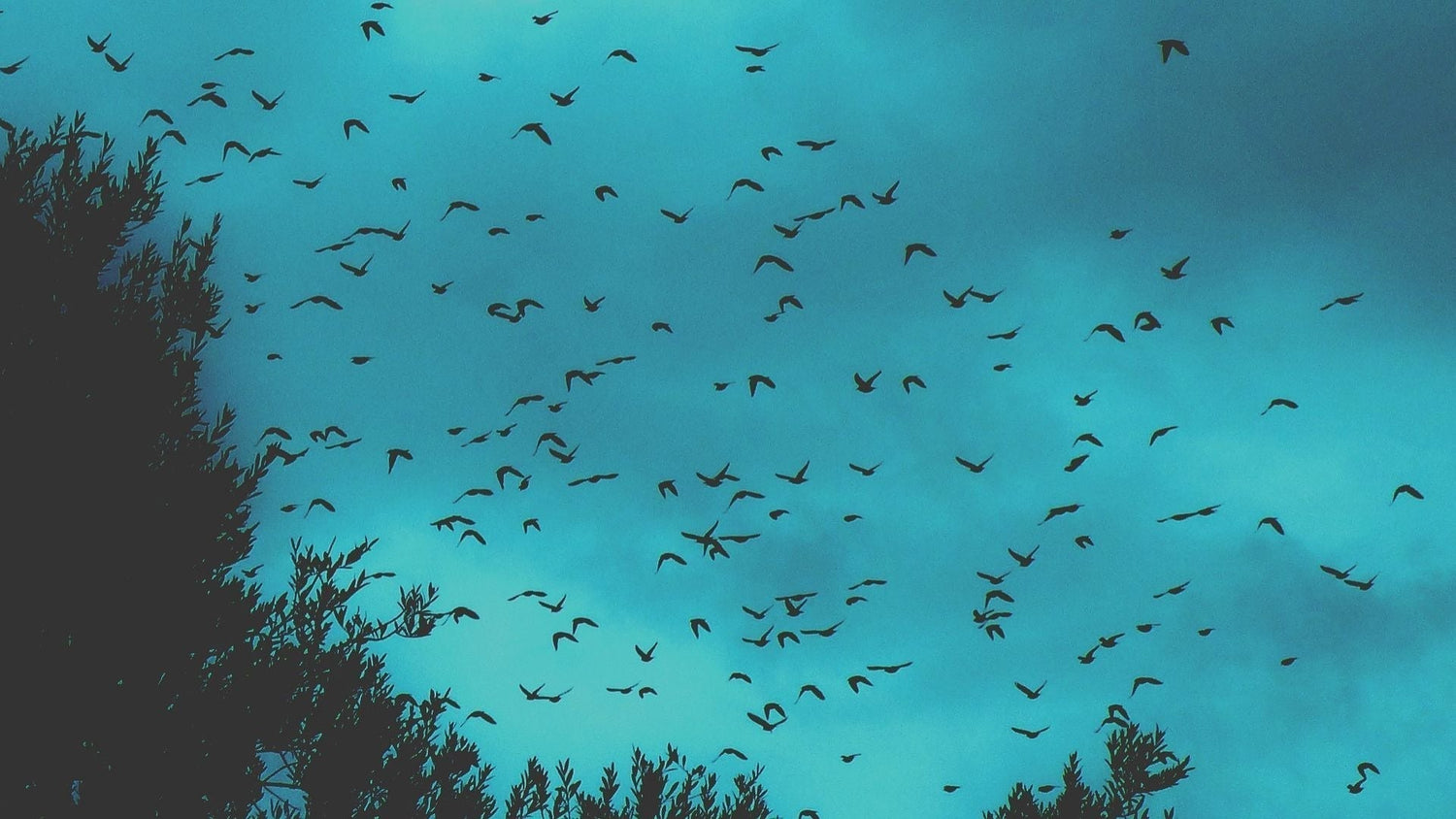 Bird Flu - how to combat it - Birdzout